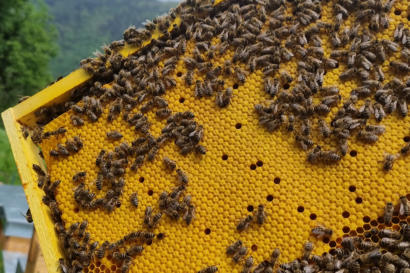 Bienenwabe in Nahaufnahme