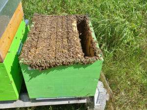 Bienenstock im Grünen