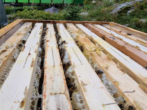 Honigwaben mit Bienen