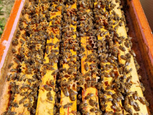 Wabenrähmchen mit Bienen